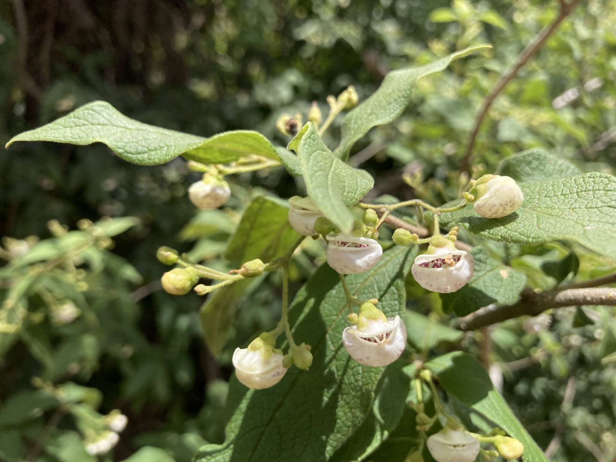 Image of Bowkeria cymosa Mac Owan