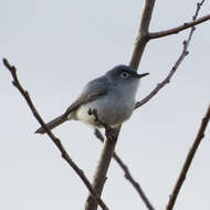 Image of gnatcatchers