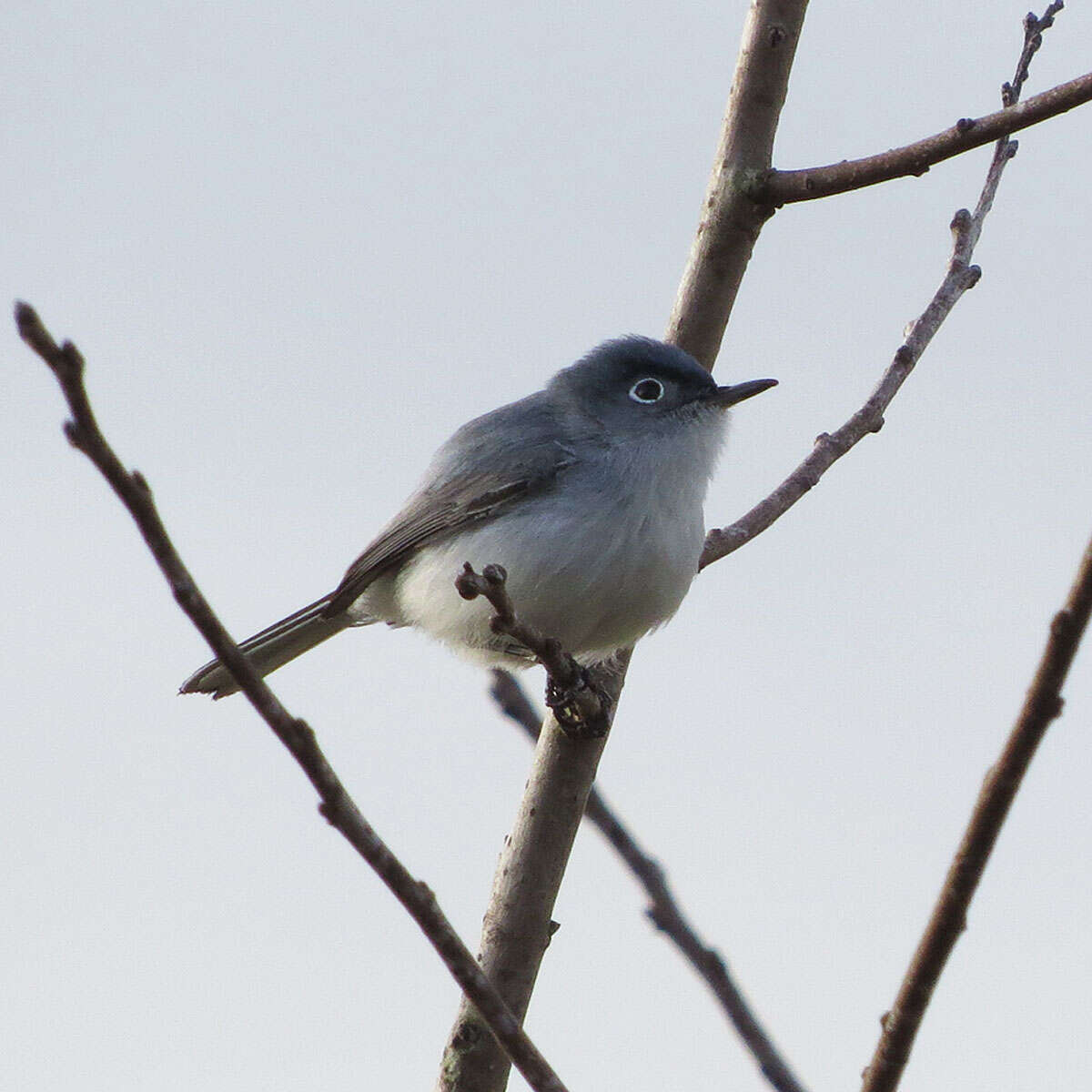 Image of gnatcatchers