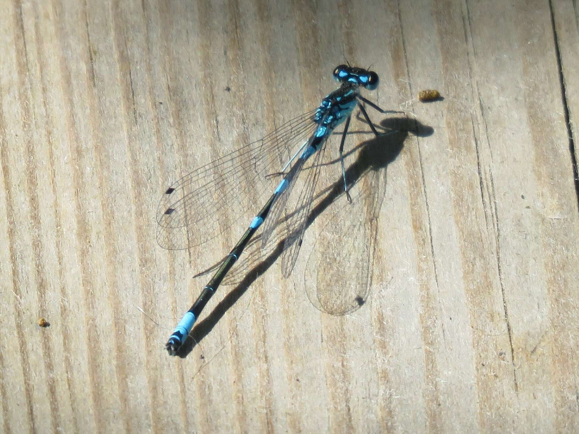 Image of Variable Bluet