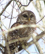 Image of Barred Owl