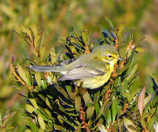 Setophaga discolor (Vieillot 1809) resmi