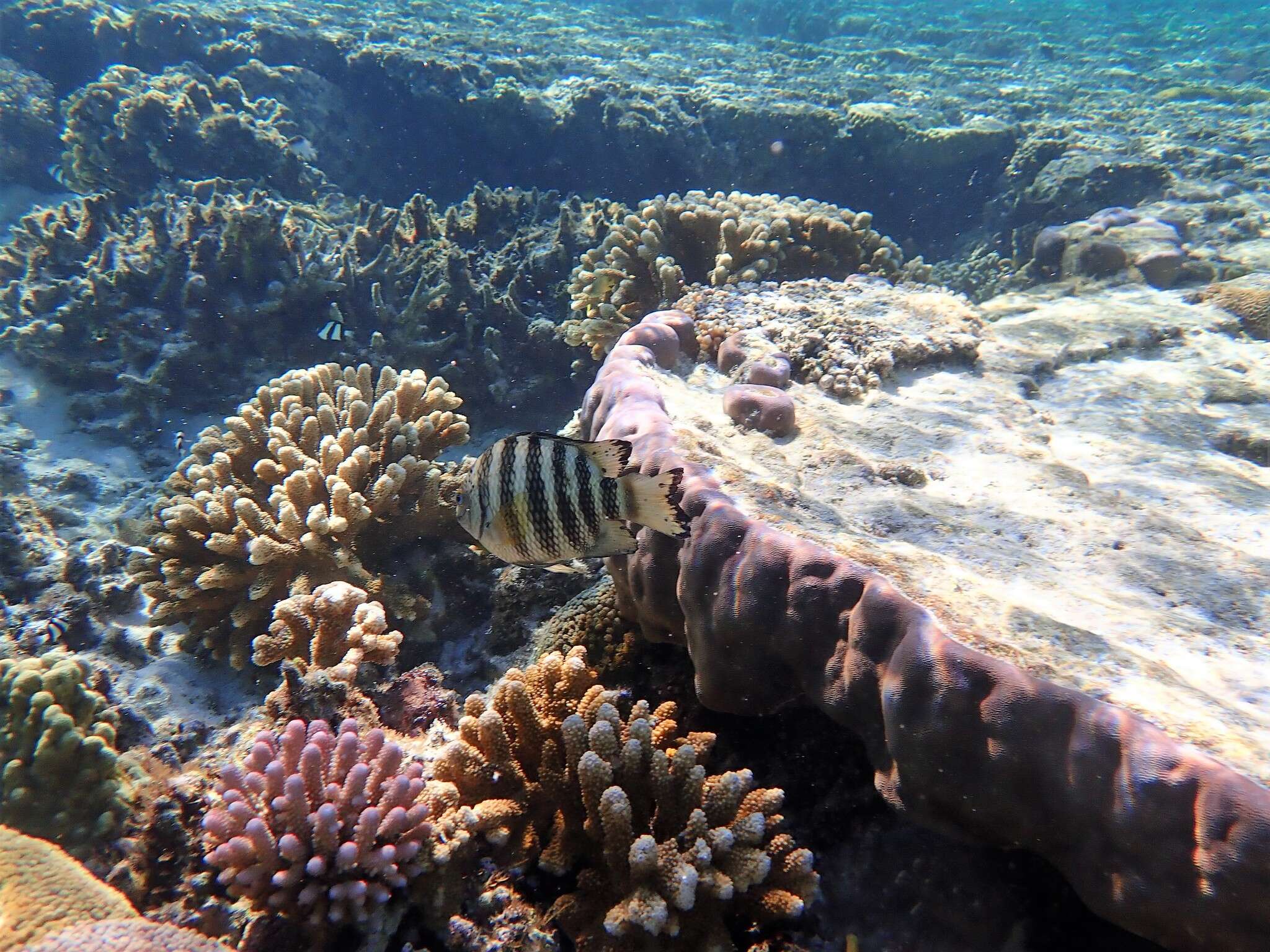 Image of Banded sergeant