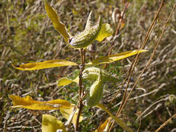 Image of common milkweed