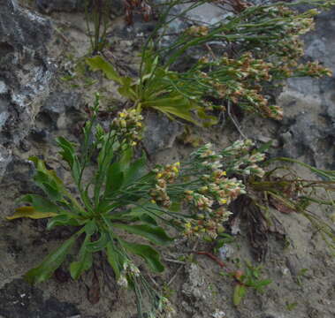 Imagem de Limonium tetragonum (Thunb.) Bullock