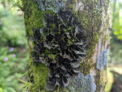 Image of blue skin lichen