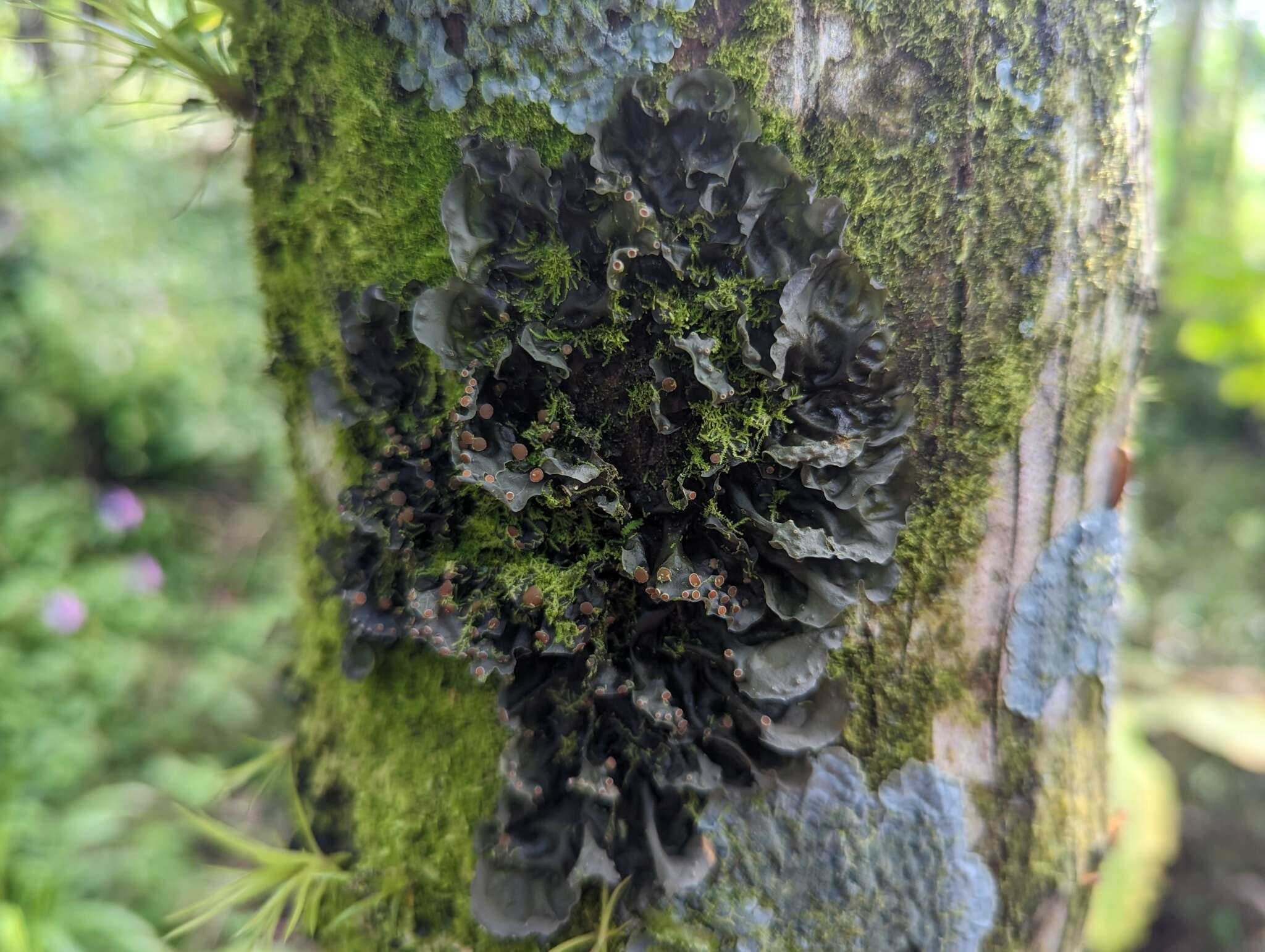 Image of blue skin lichen