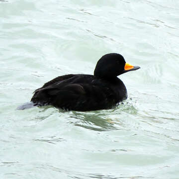 Image of American Scoter