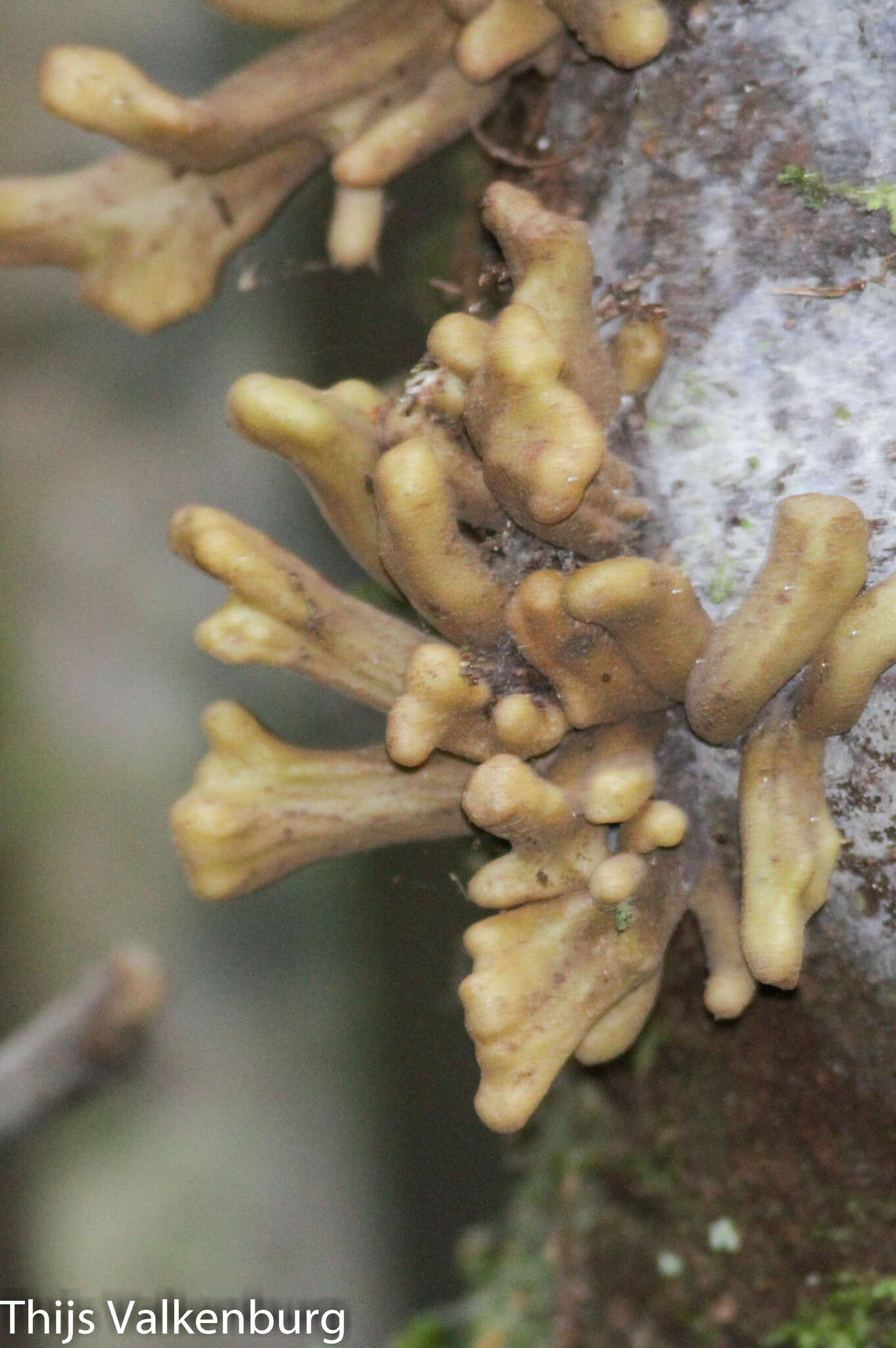 Image of Laurobasidium lauri (Geyl.) Jülich 1982