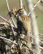 Image of White-throated Sparrow