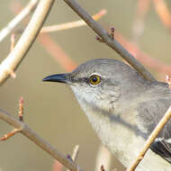 Image of Northern Mockingbird