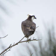 Image of ospreys