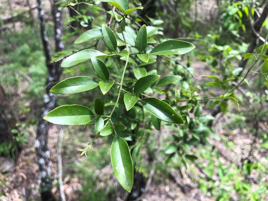 صورة Jasminum didymum subsp. racemosum (F. Muell.) P. S. Green