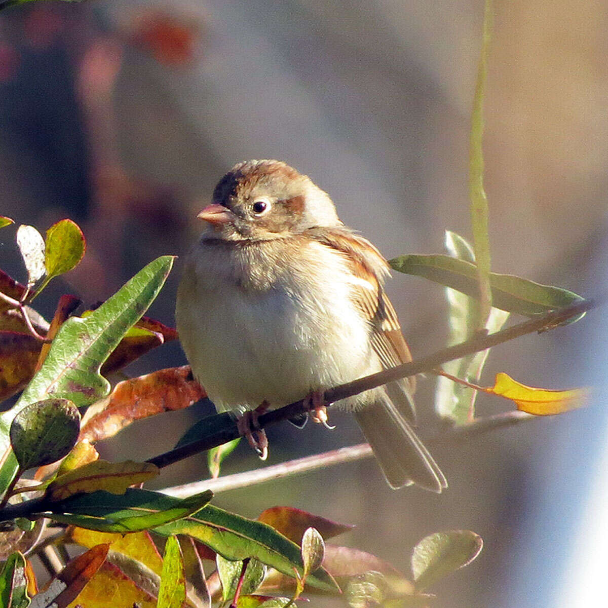 Image of Field Sparrow