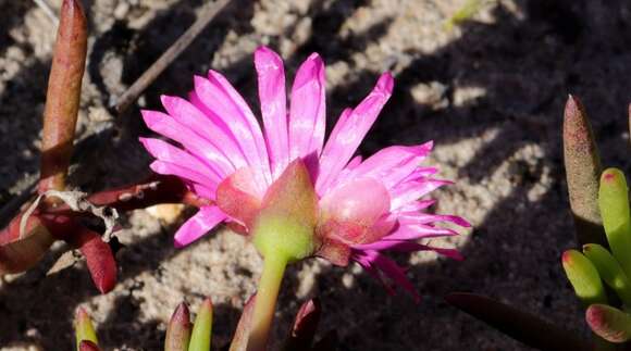 Image of Jordaaniella maritima (L. Bol.) van Jaarsv.