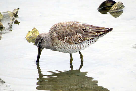 Image of Short-billed Dowitcher