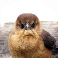 Image of Boat-tailed Grackle