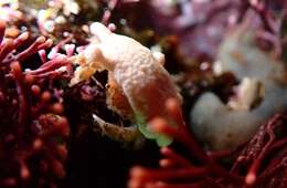 Image of Furred sponge crab