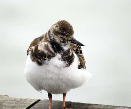 Image of Ruddy Turnstone