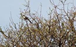 Image of Bare-faced Go-away Bird