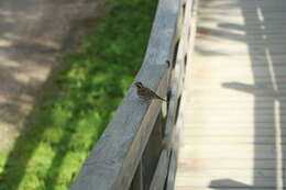 Image of Emberiza rustica rustica