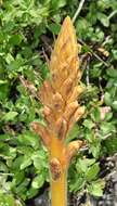 Orobanche haenseleri Reuter的圖片