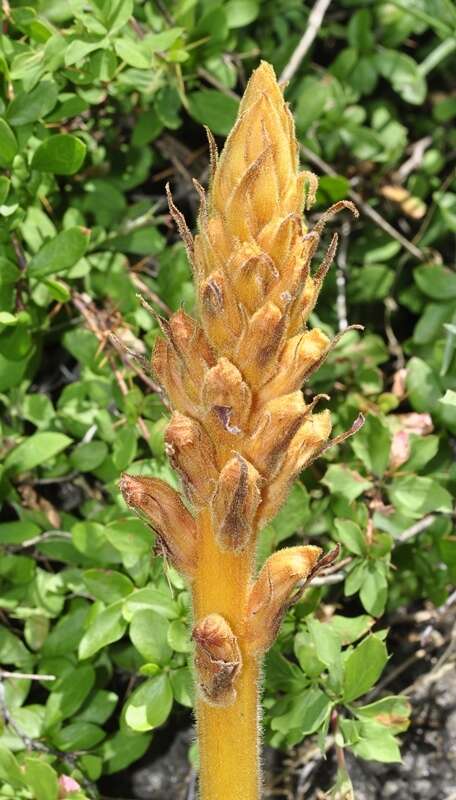 Image of Orobanche haenseleri Reuter