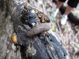 Image of Xylaria longipes Nitschke 1867