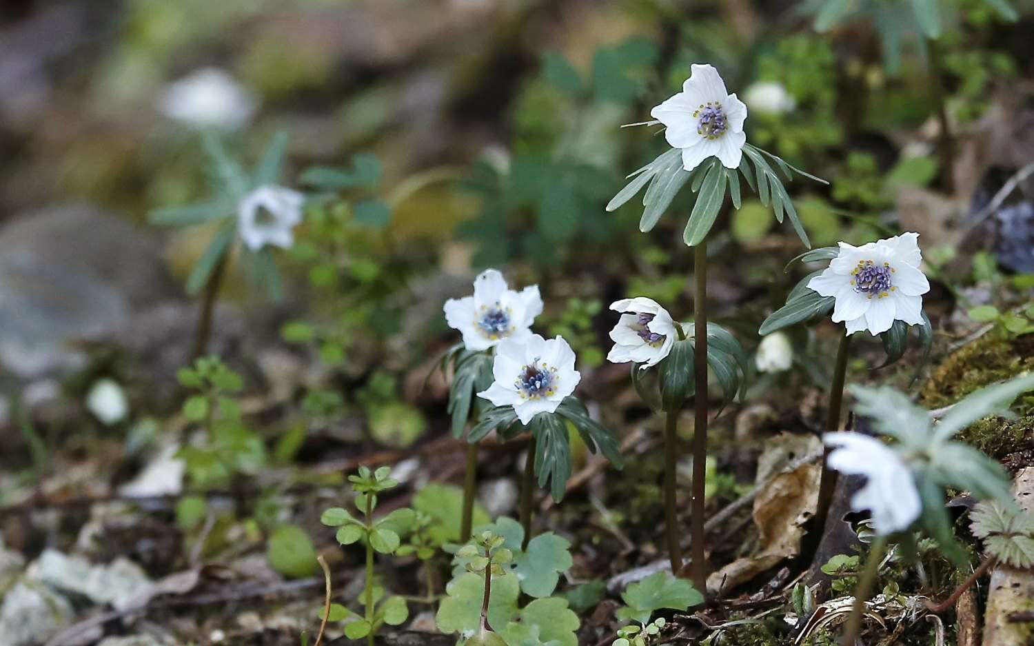 Plancia ëd Eranthis pinnatifida Maxim.