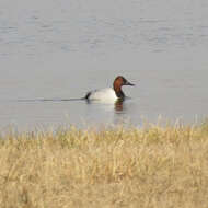 Image of Canvasback