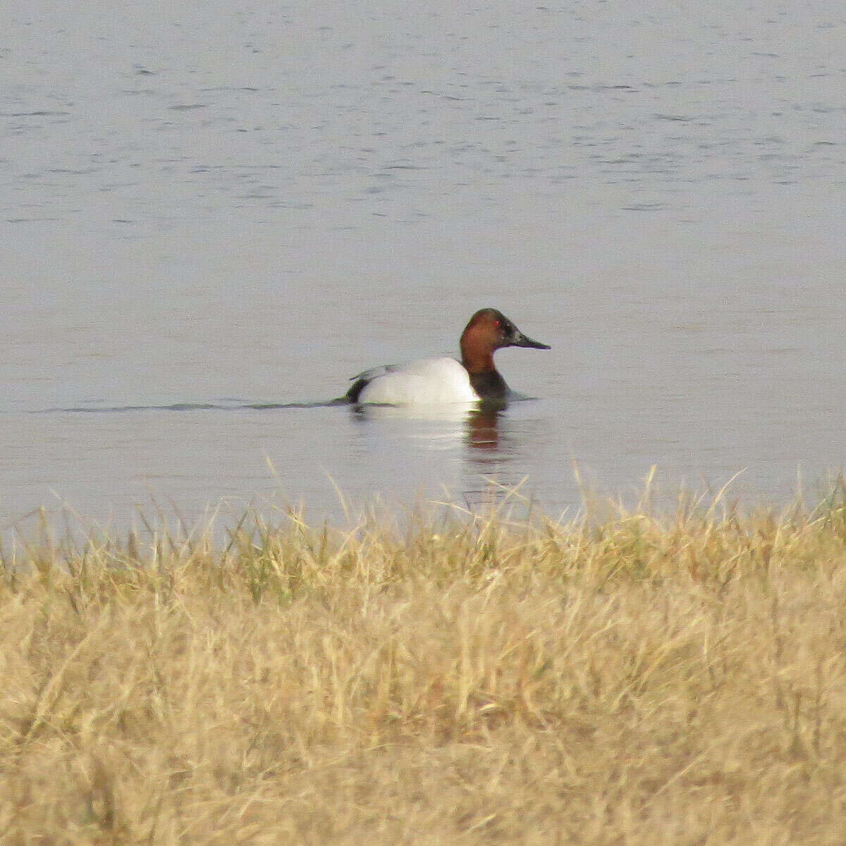 Image of Canvasback