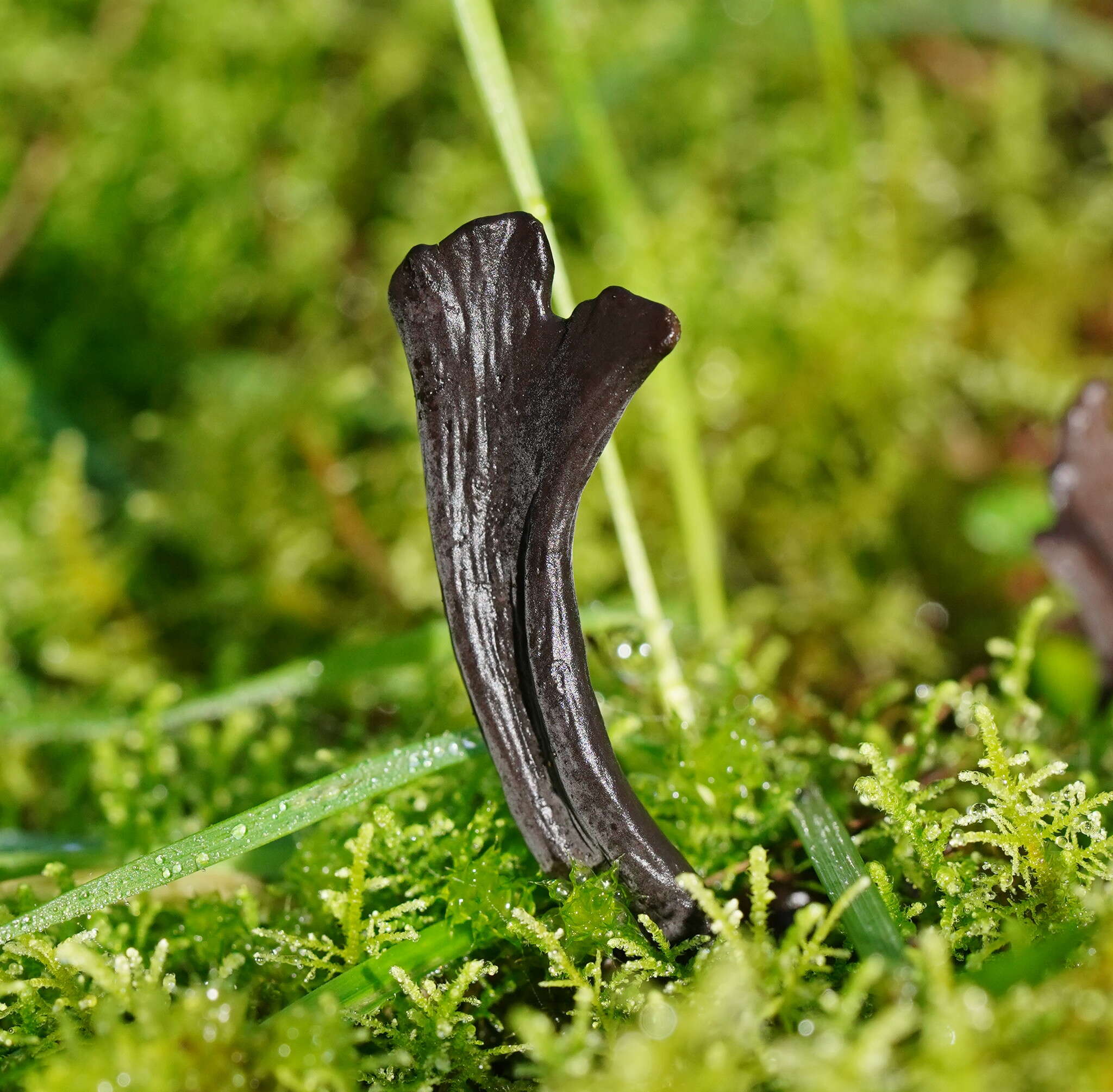 Image of Clavulina tasmanica (Berk. ex Cooke) Corner 1950