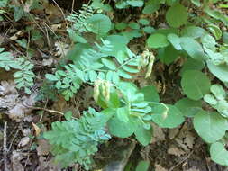 صورة Coronilla coronata L.