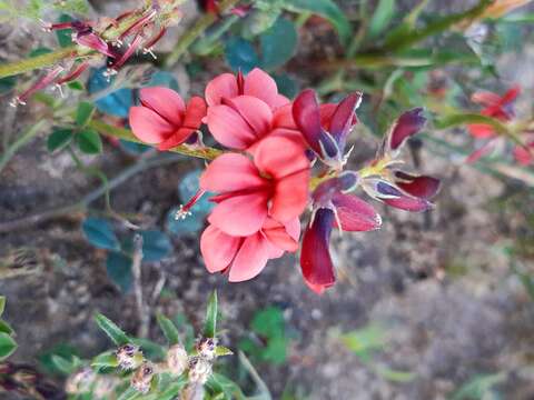 Plancia ëd Indigofera discolor Rydb.