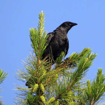 Image of Fish Crow