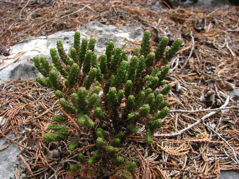 Image de Sedum moranense Kunth