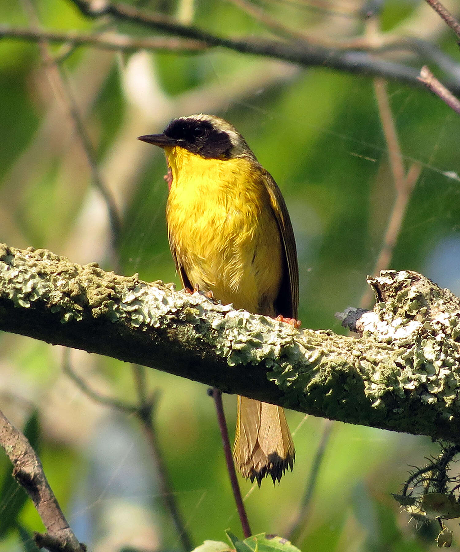 Geothlypis trichas (Linnaeus 1766) resmi