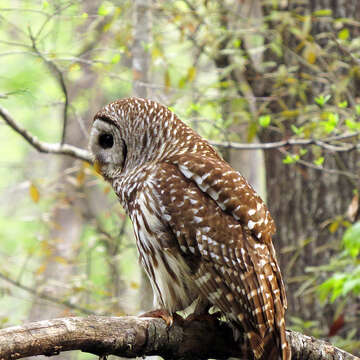 Image of Barred Owl