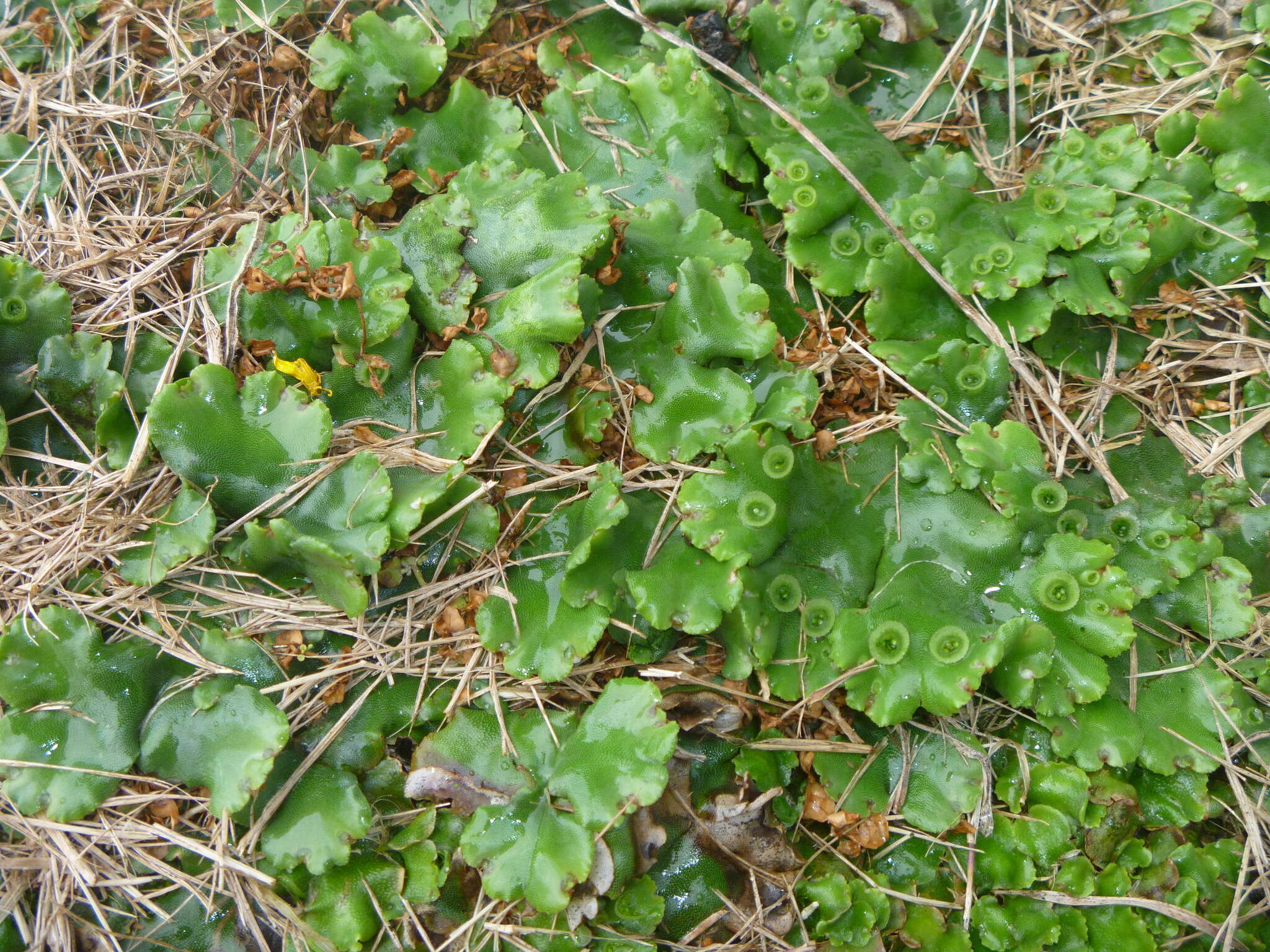 Marchantia berteroana Lehm. & Lindenb. resmi