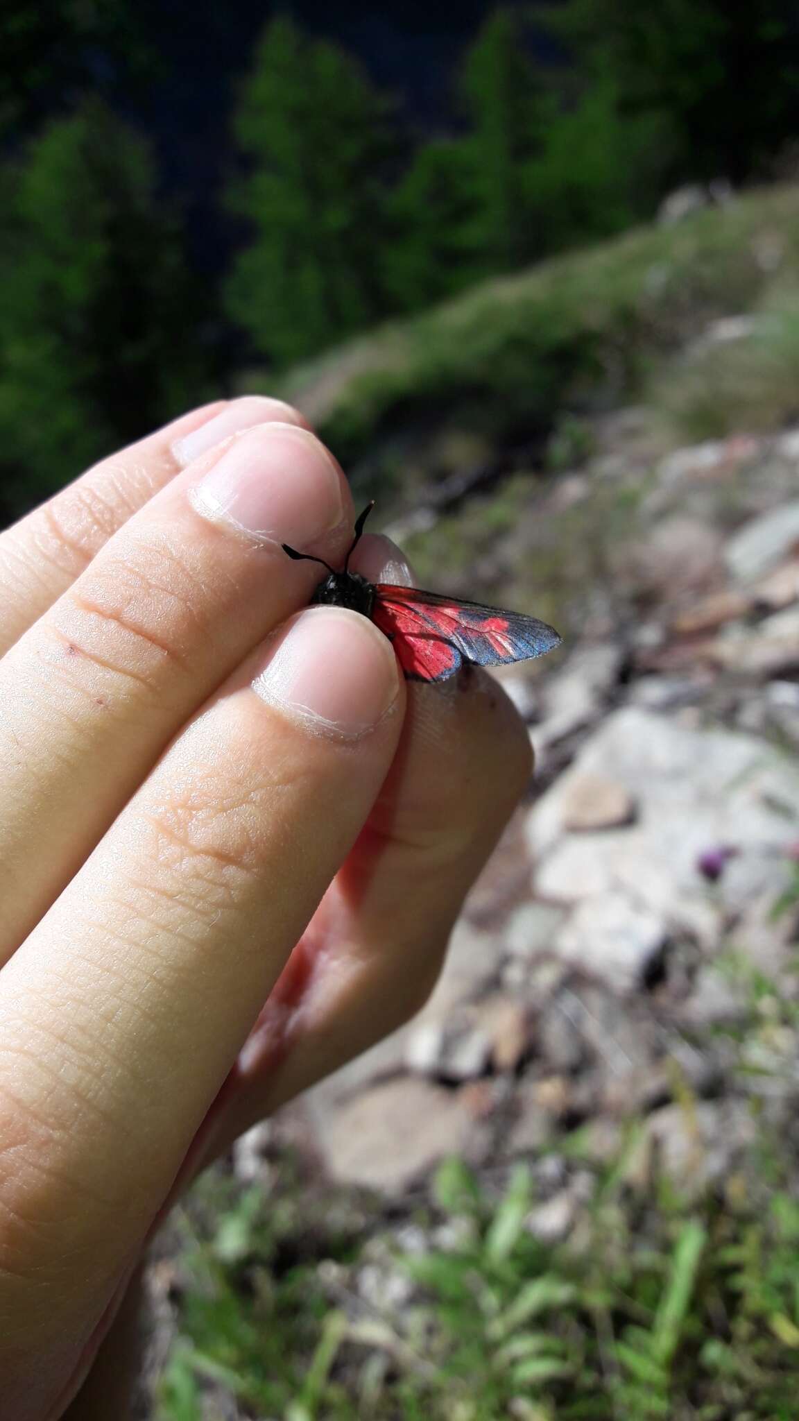 Image of six-spot burnet