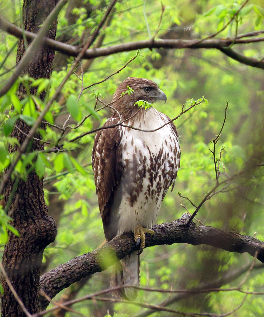 Image of Red-tailed Hawk