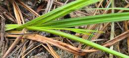 Image of Fringed Nut-Rush