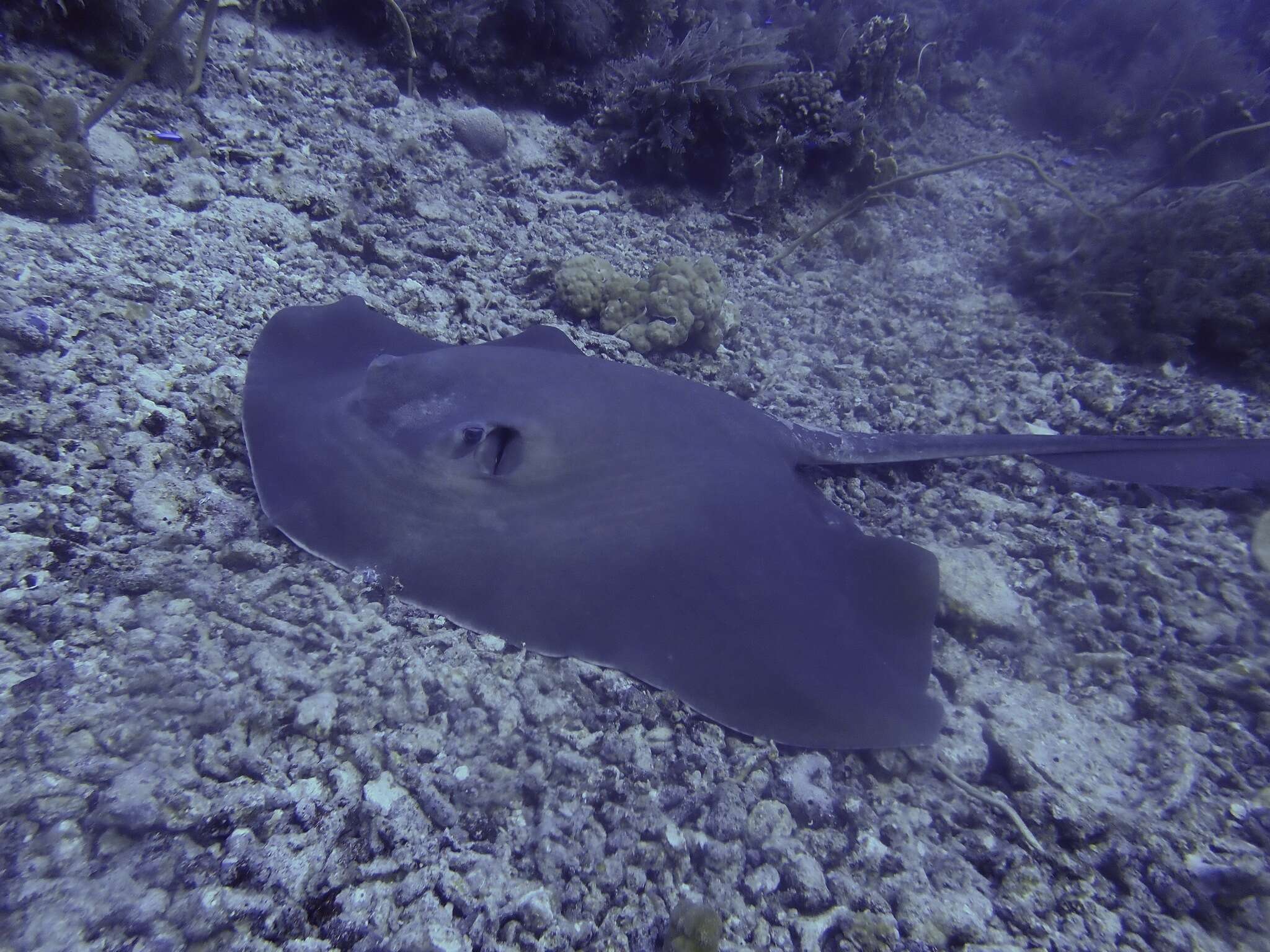 Image of Broad cowtail ray