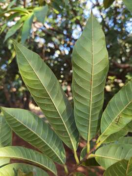 Image of custard apple