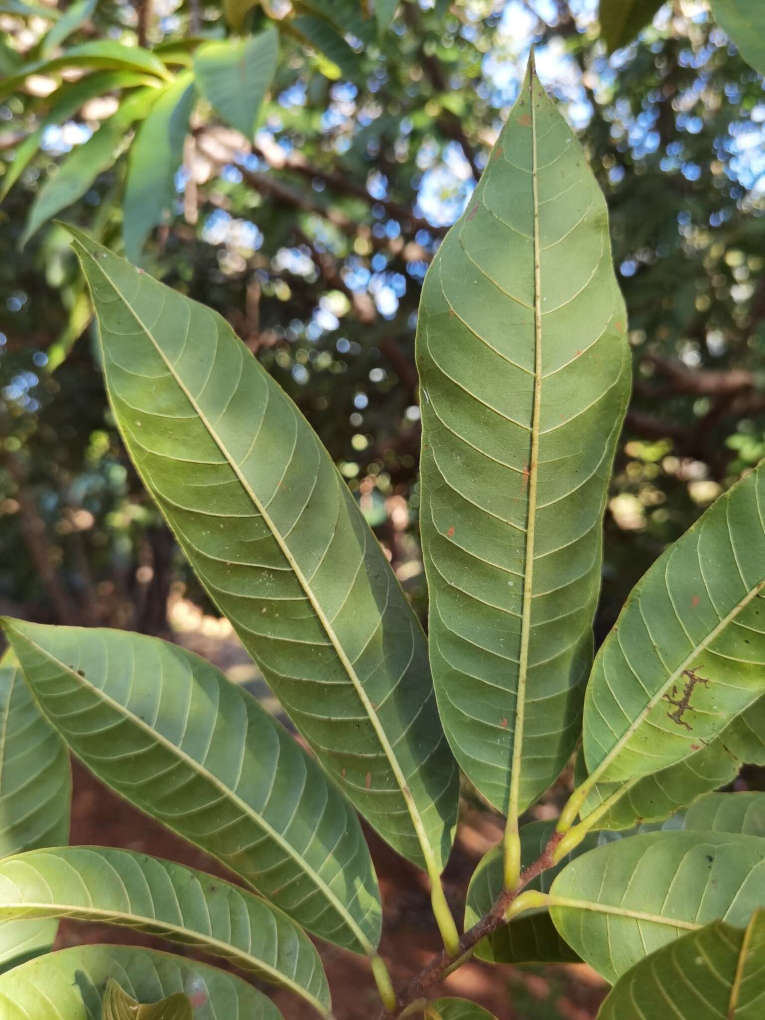 Imagem de Annona reticulata L.