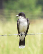 Image of Eastern Kingbird