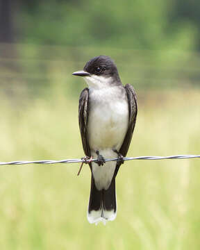 Image of Eastern Kingbird