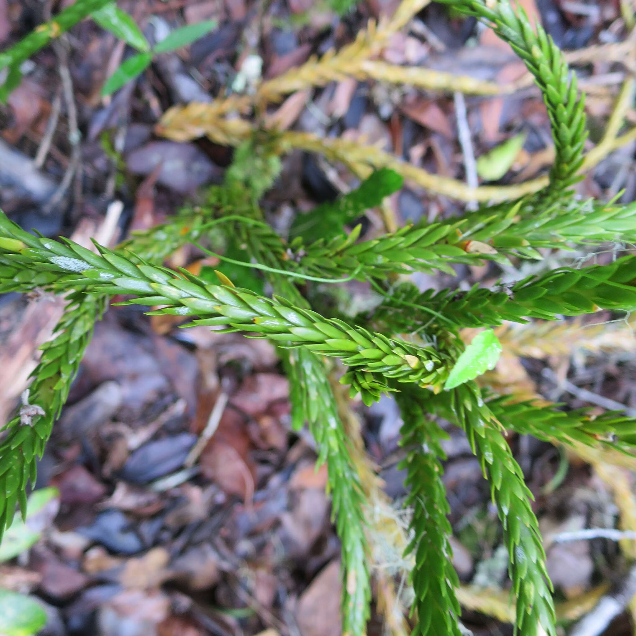 Imagem de Phlegmariurus gnidioides (L. fil.) A. R. Field & Bostock