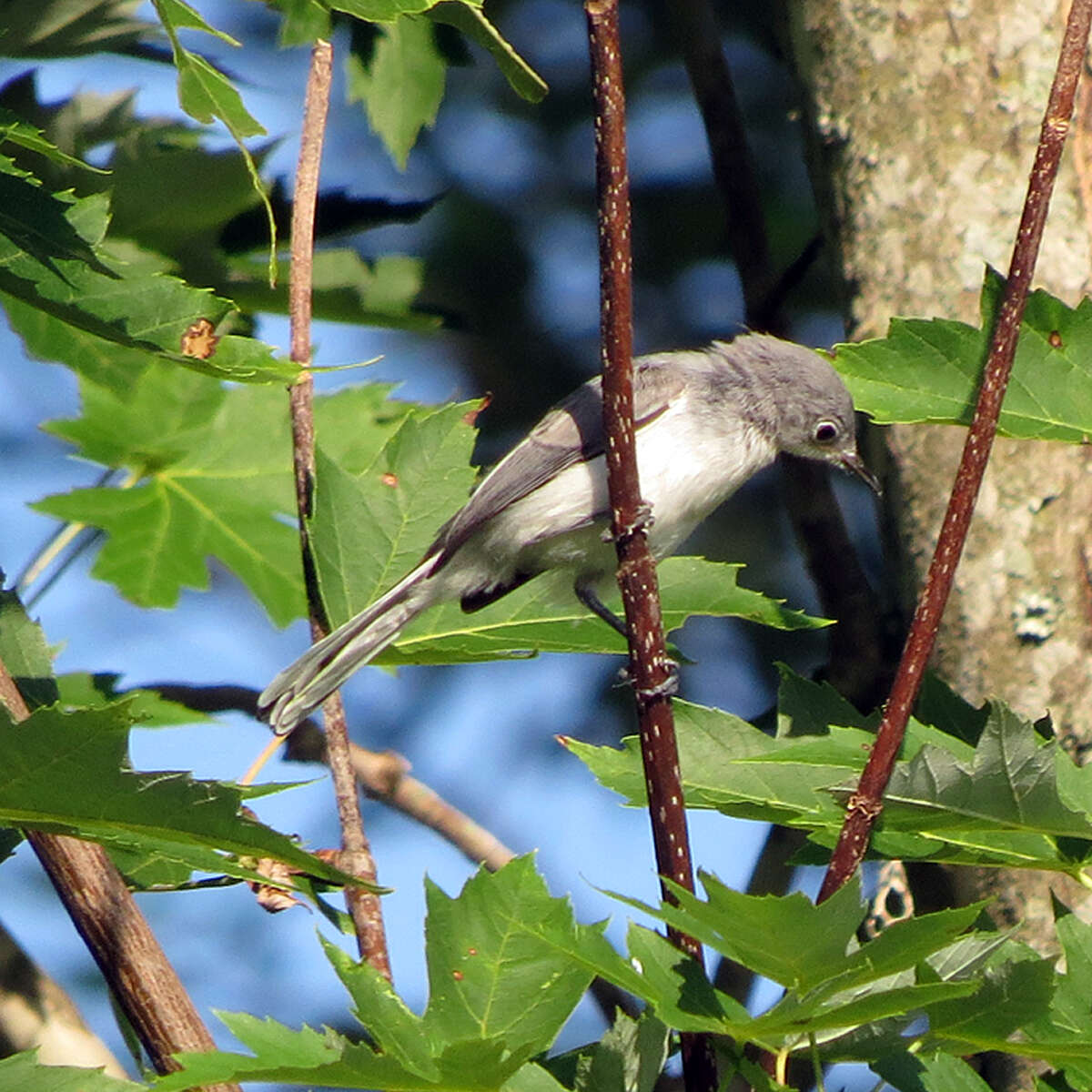 Image of gnatcatchers