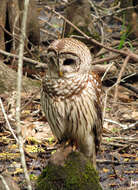 Image of Barred Owl